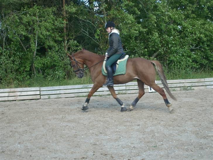 Anden særlig race Mr. Fahrenheit (SOLGT) - Dressur.. nyt billede 11