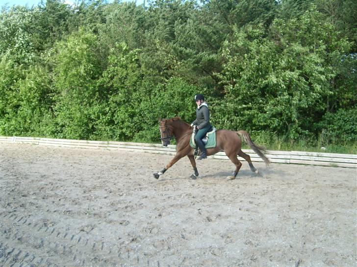 Anden særlig race Mr. Fahrenheit (SOLGT) - dressur .. nyt billede 12