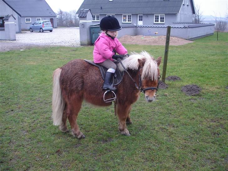 Shetlænder Birkelunds Como *Solgt* - Mira´s første ridetur på Como. d. 12/1 - 08 billede 1