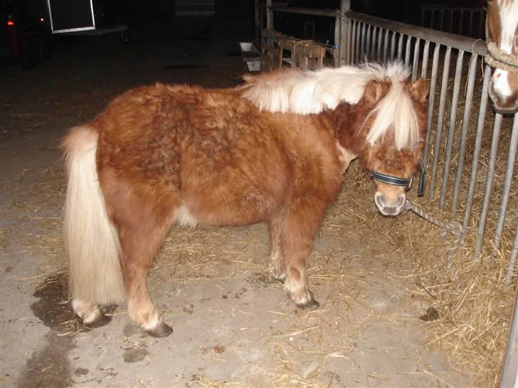 Shetlænder Birkelunds Como *Solgt* - Como efter en tur med børste og saks. D. 7/1 - 08 billede 2