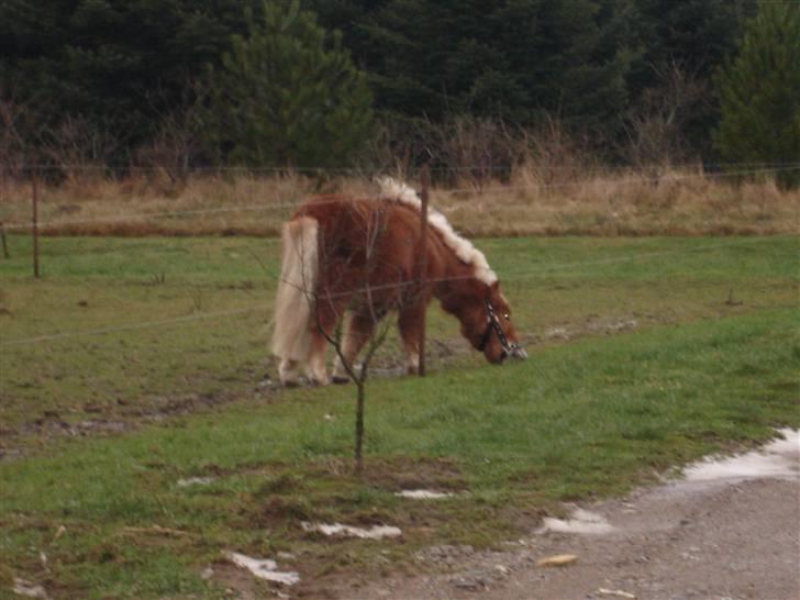 Shetlænder Birkelunds Como *Solgt* - Como på marken på Dalgårdsvej... billede 4