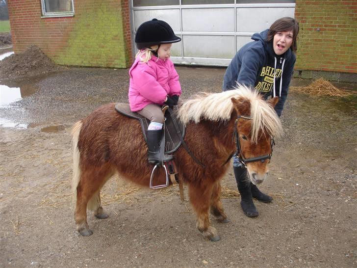 Shetlænder Birkelunds Como *Solgt* - Mira´s første ridetur på Como. D. 12/1 - 08 billede 9