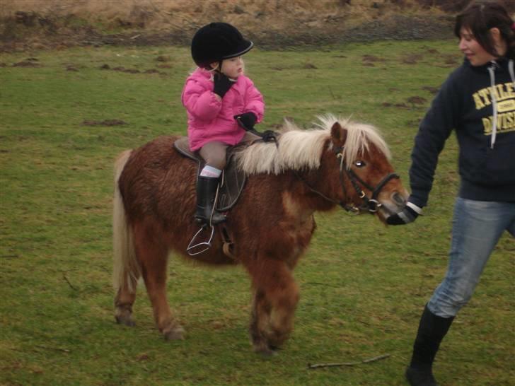 Shetlænder Birkelunds Como *Solgt* - Mira´s første ridetur på Como. D. 12/1 - 08 billede 11