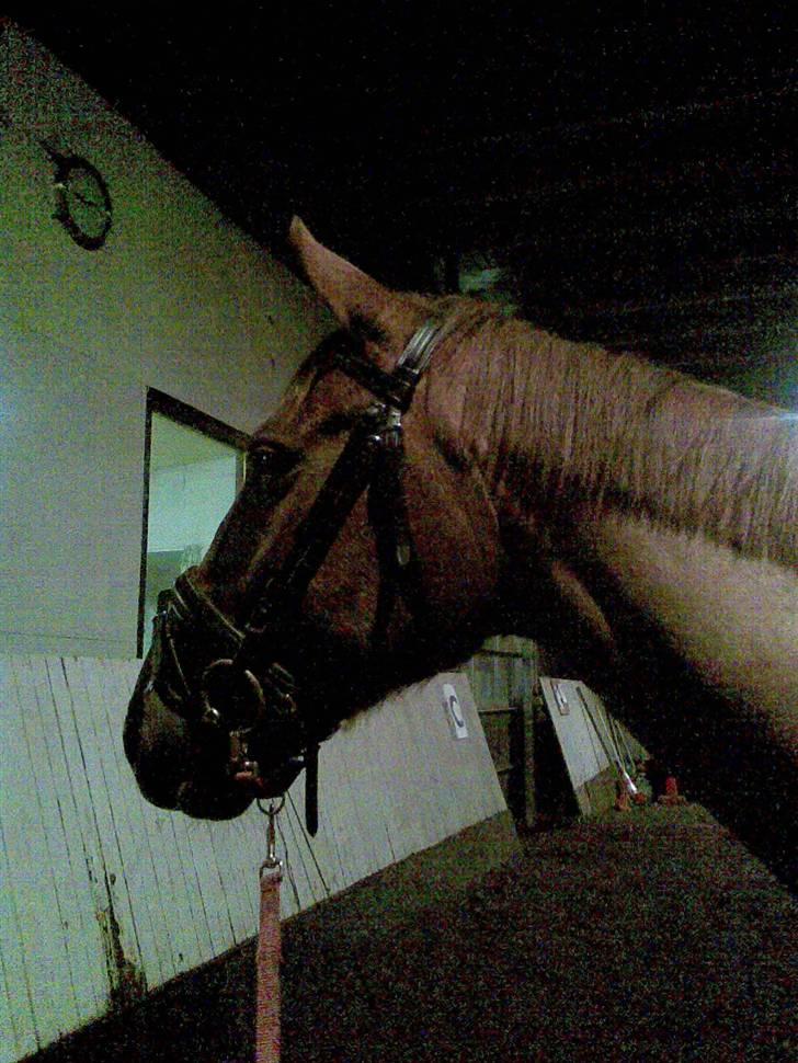 Dansk Varmblod Dharma (Har ny ejer) - Dharmaaaa billede 10