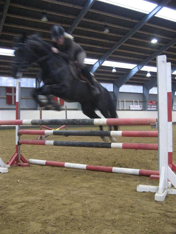 Hollandsk Sportspony Moonlight *SOLGT :´(* - her springer han så lidt xD billede 12