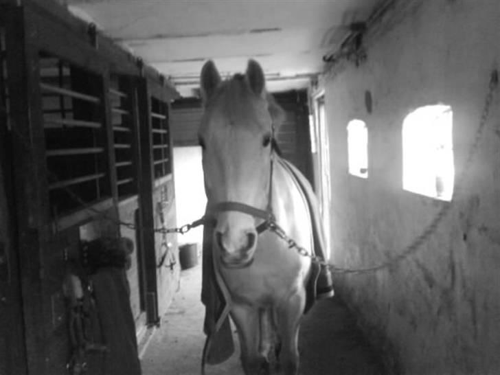 Anden særlig race Thimon - Jeg har set de hesteboljer det ligge i striglekassen<3 ( Thimon er meget madglad)  billede 10
