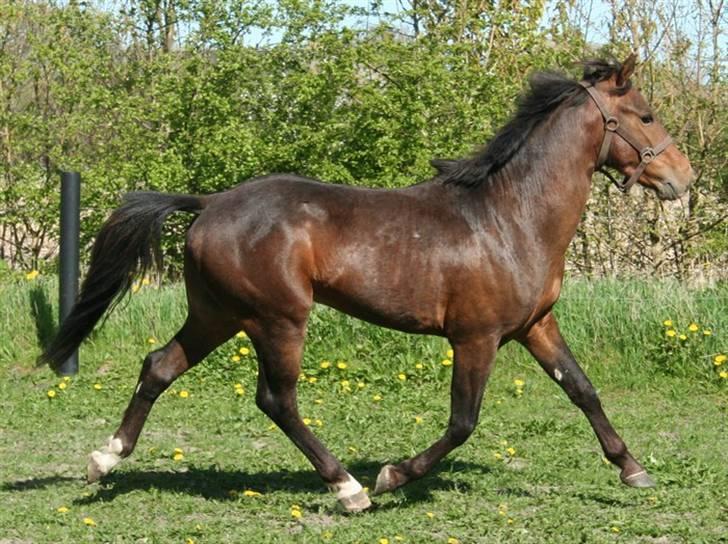 New Forest Freedom *RIP* - billede af dejlige freedom;) fået af helena billede 11