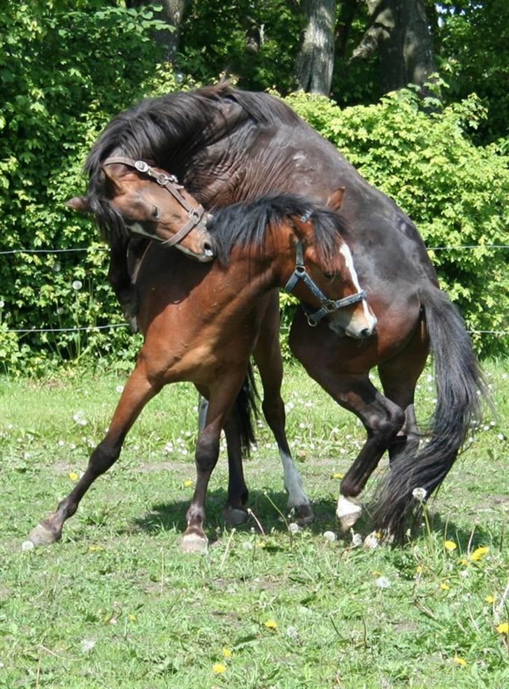 New Forest Freedom *RIP* - billede af dejlige freedom;) fået af helena billede 14