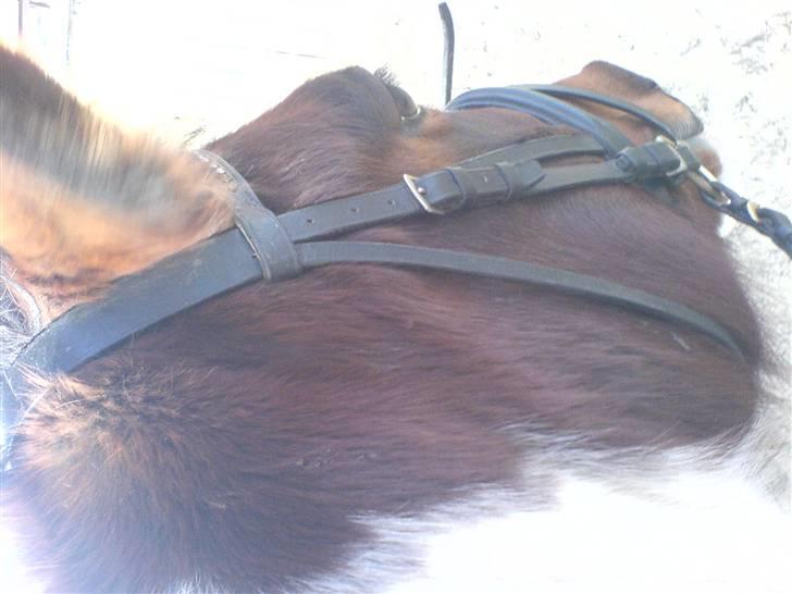 Pinto Kiara *Gammel part* - Æslet Kiara xD billede 7