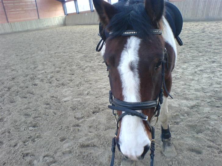 Pinto Kiara *Gammel part* - Øhh... Kan vi gå ind i stalden nu? Jeg så træt... billede 8