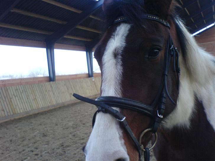 Pinto Kiara *Gammel part* - Hva er det du har der??  billede 9