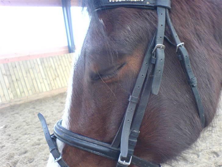 Pinto Kiara *Gammel part* - Zzzzzzz.... billede 10