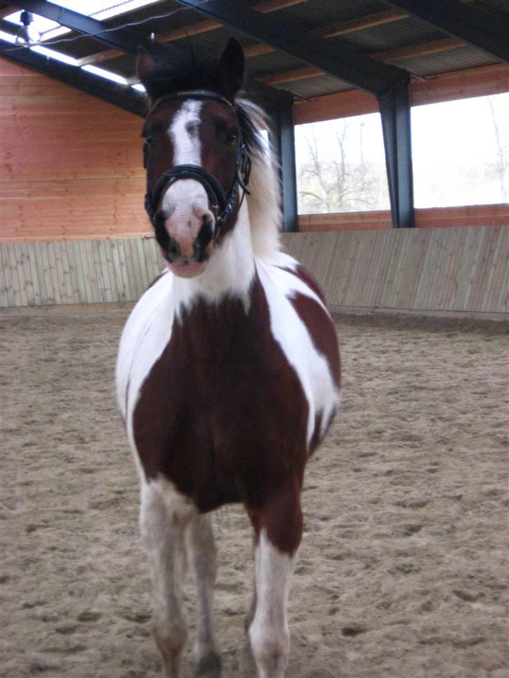 Pinto Kiara *Gammel part* - Lidt nysgerrig?... billede 11