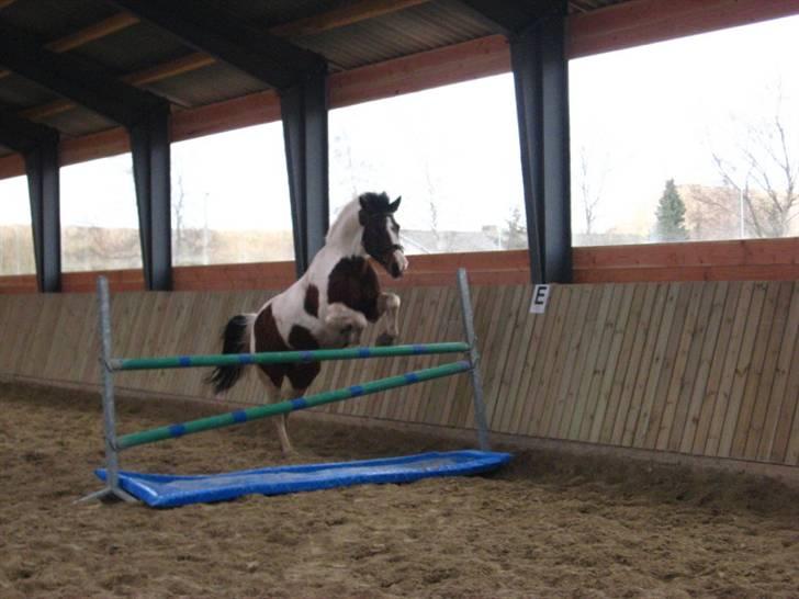 Pinto Kiara *Gammel part* - Smuk er hun<´33 billede 12