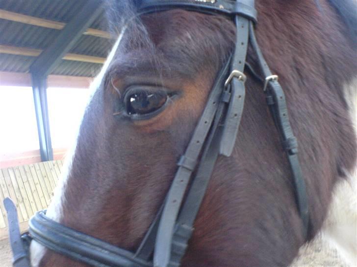 Pinto Kiara *Gammel part* - Hun er så dejlig. billede 13