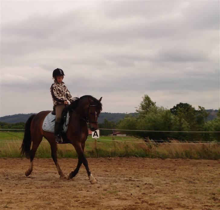 Welsh Cob (sec D) **Østervangs Avanti**<3 - Sigrid og Avanti på banen billede 11