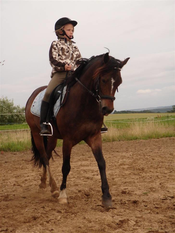 Welsh Cob (sec D) **Østervangs Avanti**<3 billede 13