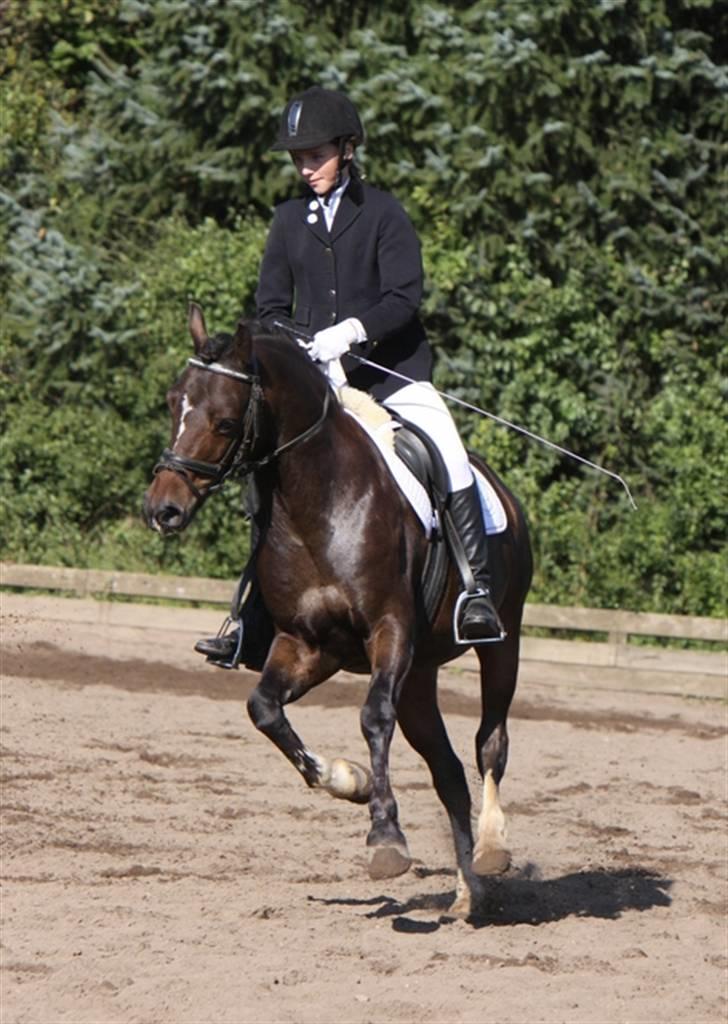 Welsh Cob (sec D) **Østervangs Avanti**<3 - Foto taget af Bsj-foto:D billede 14