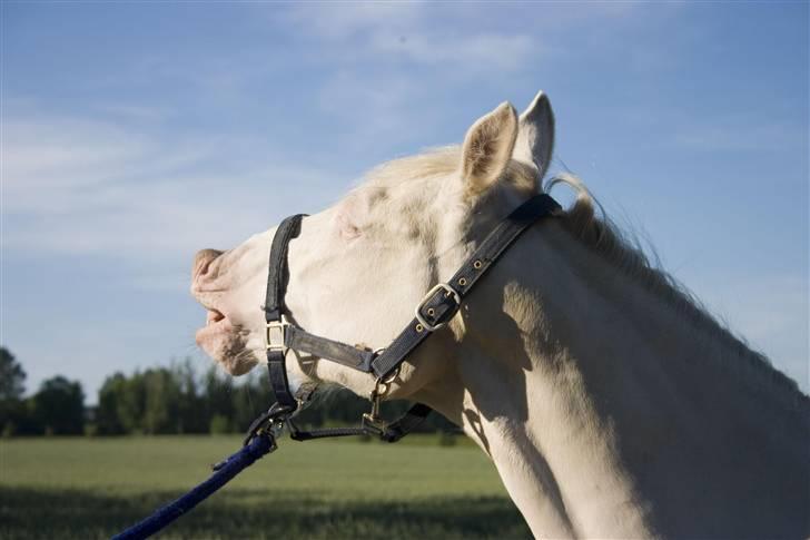 Anden særlig race Mr. Mello  - Mello laver grimasse. - Foto: Reikke (tidligere ejer) billede 3