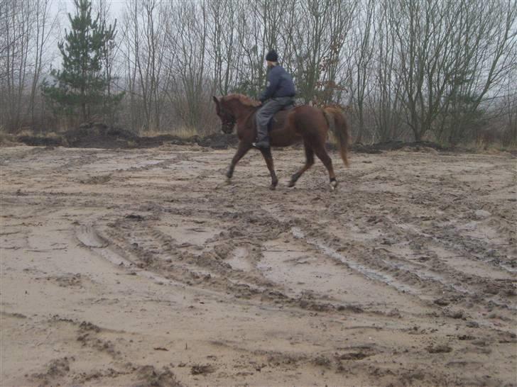 Sportsaraber (A) Zag  - min ridelære,.:D<3 billede 11
