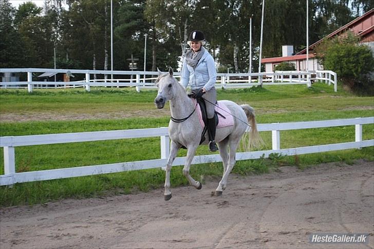 Arabisk fuldblod (OX) Senia  - 7. September. Senia i cordeo for 2. gang. Den pony er SÅ fantastisk. Jeg elsker dig <3. foto: Louise Riis. billede 11