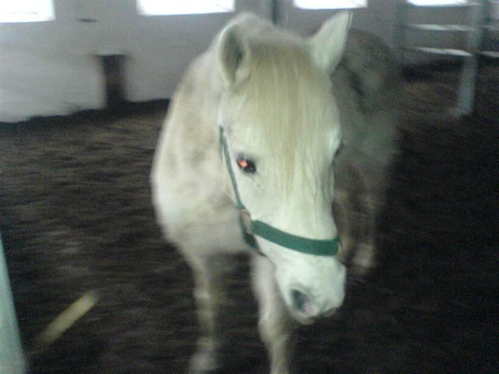 Welsh Pony (sec B) Korreborg's Wendy R.I.P billede 6