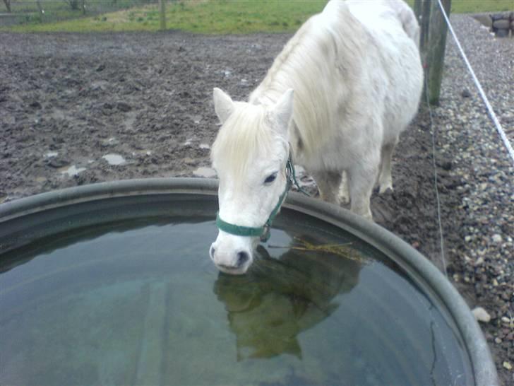 Welsh Pony (sec B) Korreborg's Wendy R.I.P billede 12