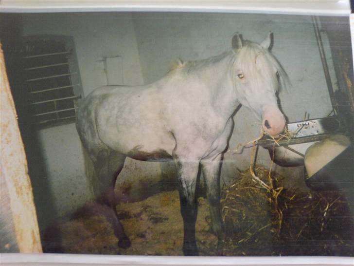 Welsh Pony (sec B) Korreborg's Oline ¤SOLGT¤ billede 11