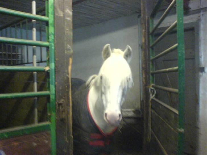 Welsh Pony (sec B) Korreborg's Oline ¤SOLGT¤ billede 12
