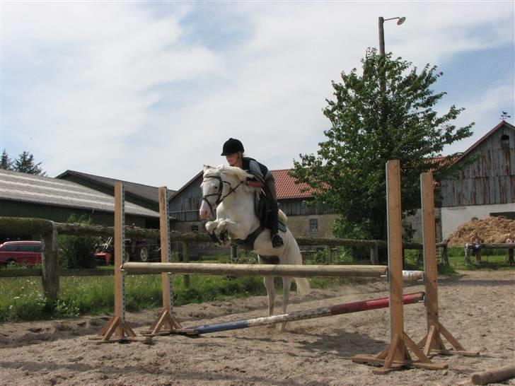 Welsh Pony (sec B) Korreborg's Oline ¤SOLGT¤ billede 13