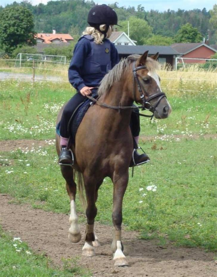 Anden særlig race Turn Around - Turner i sverige med hans nye ejer (´: billede 18