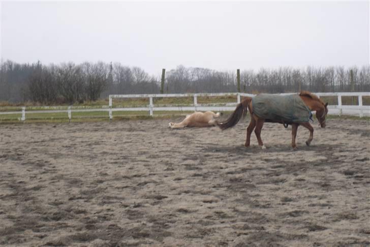 Fjordhest Attilla billede 10