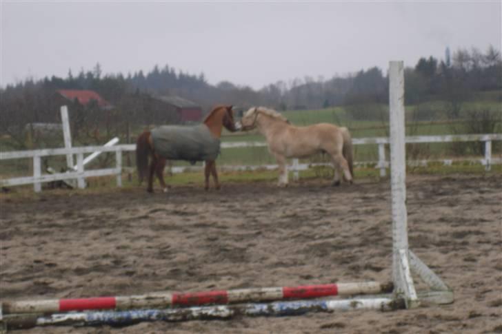 Fjordhest Attilla billede 11