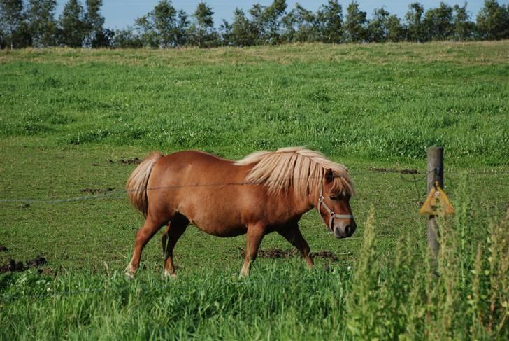 Shetlænder Becca R.I.P :'( - smukke becca billede 19