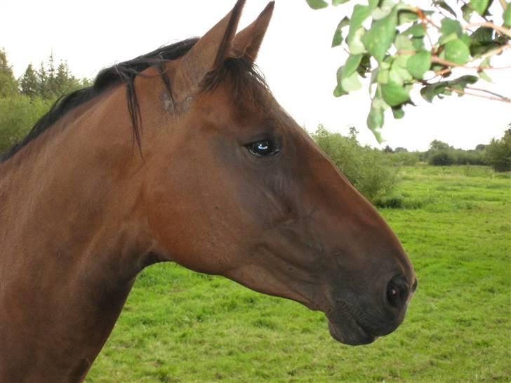 Holstener Enghøjs Amira - NYT - 24.08.08 Smukke hest!!! billede 11