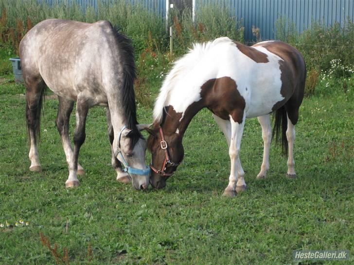 Pinto Athena  - Athena og Buddy kærester lidt på ridelejr<3 billede 17