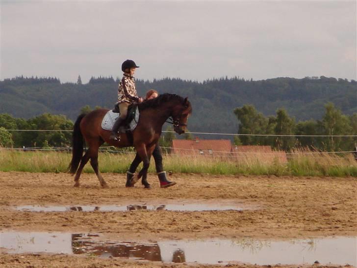 Welsh Cob (sec D) **Østervangs Avanti**<3 billede 17