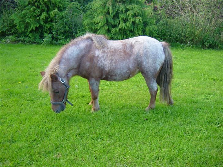 Shetlænder Lotte - Lotte i haven billede 6