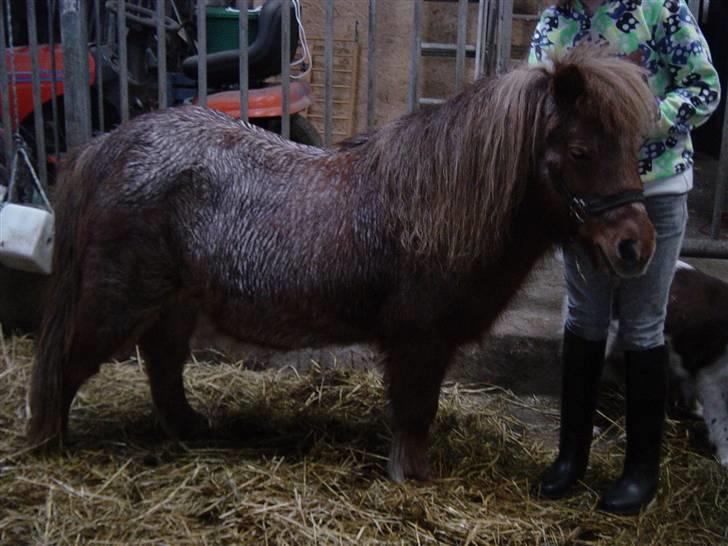 Shetlænder Lotte - Er lige kommet ind fra regnvejr billede 7
