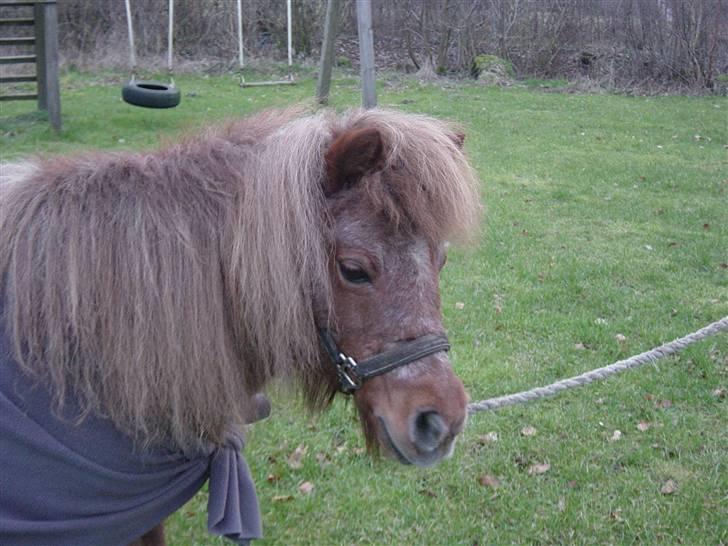 Shetlænder Lotte - Hejsa søde billede 8