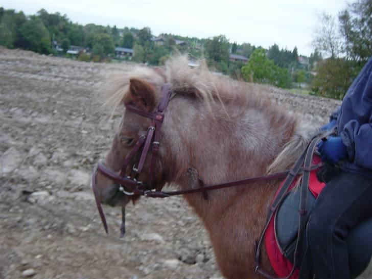 Shetlænder Lotte - Lotte skynder sig lige at tage en lille lur... billede 9