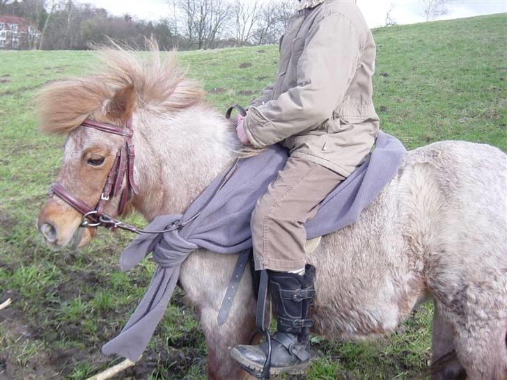 Shetlænder Lotte - Der er du jo!!!:) billede 10