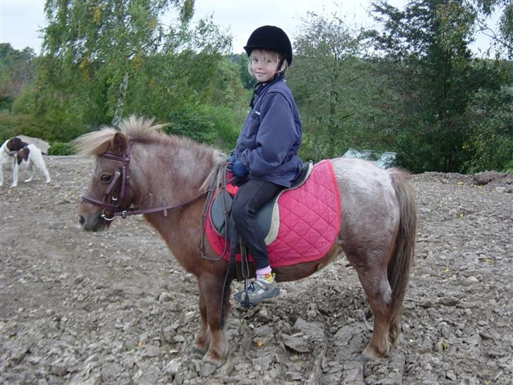 Shetlænder Lotte - Asta rider lidt på Lotte! billede 11