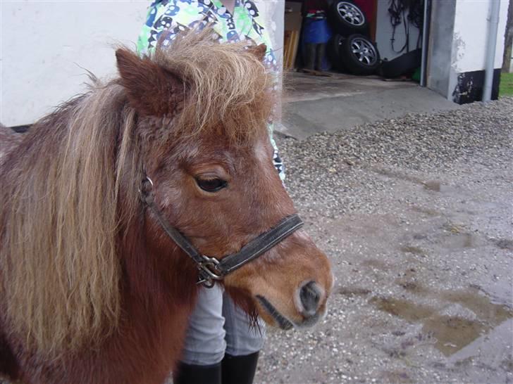 Shetlænder Lotte - Lille Lotte billede 12