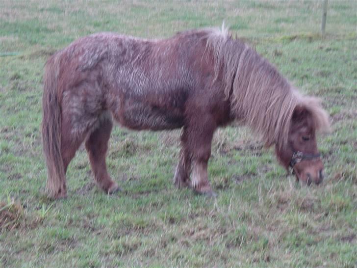 Shetlænder Lotte - Lotte er lige kommet på fold!!! billede 13