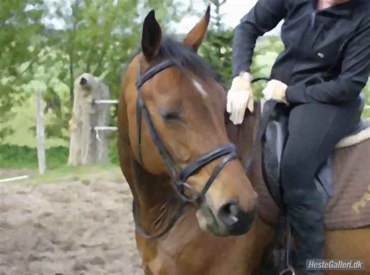 Hannoveraner Pico bello - Han er bare for skøn... billede 2