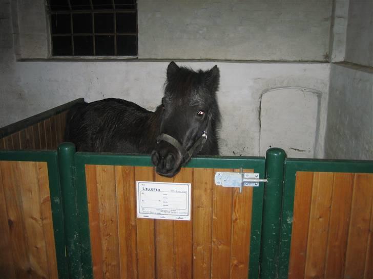 Shetlænder Lillevang´s Buller - bullermiiiin´´<33 billede 4