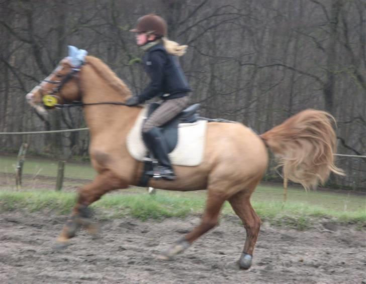 Anden særlig race Laban - 9 april 2007 : Min søster får springundervisning på Laban . :)<3 billede 11