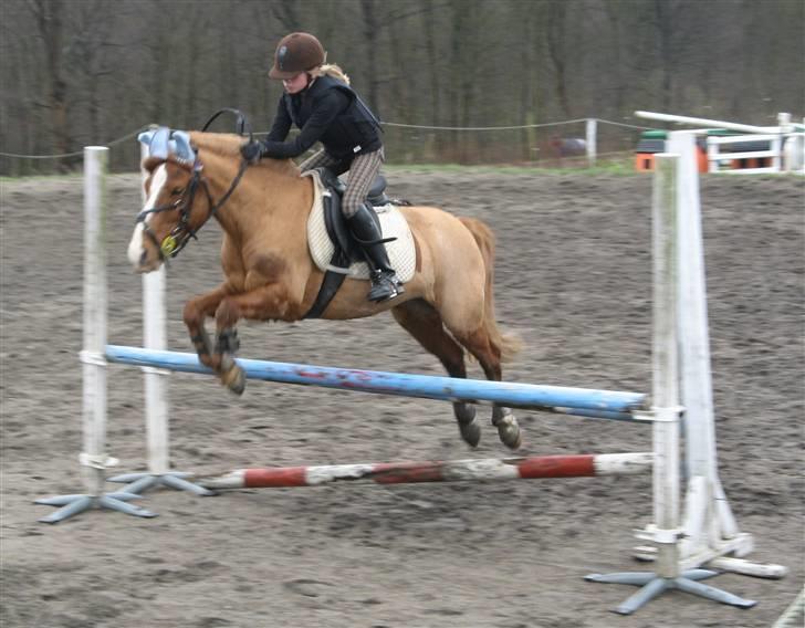 Anden særlig race Laban - 9 april 2007 : Emma og Labs over oksen :)<3 billede 12