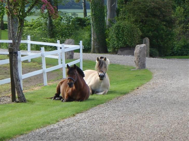 Anden særlig race Jane - Jane og Amanda skulle lige på tur :b billede 2